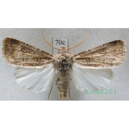 Agrotis bigramma (Esper, 1790)  Czech70c